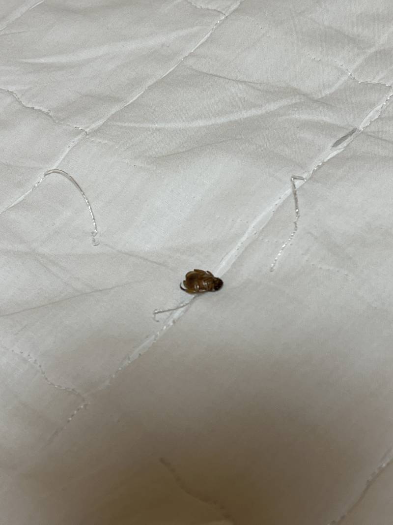 [잡담] ㅎㅇㅈㅇ 벌레 이름 아무리 검색해도 안 나오는데 제발 같이 찾아줄수 있을까 ㅜㅜㅜ.. 벌레 사진 주의해 징그라 ㅜㅜ | 인스티즈