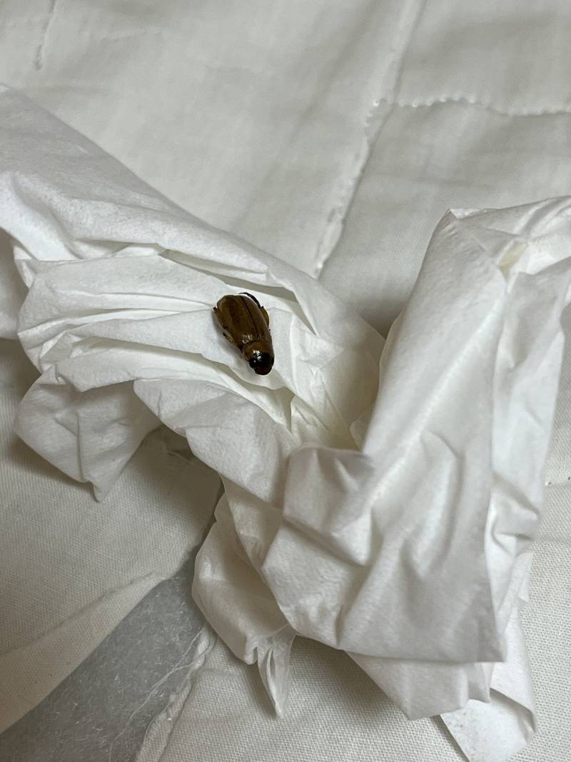 [잡담] ㅎㅇㅈㅇ 벌레 이름 아무리 검색해도 안 나오는데 제발 같이 찾아줄수 있을까 ㅜㅜㅜ.. 벌레 사진 주의해 징그라 ㅜㅜ | 인스티즈