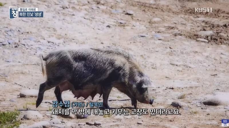 망원렌즈로 촬영한 북한 판자집 | 인스티즈