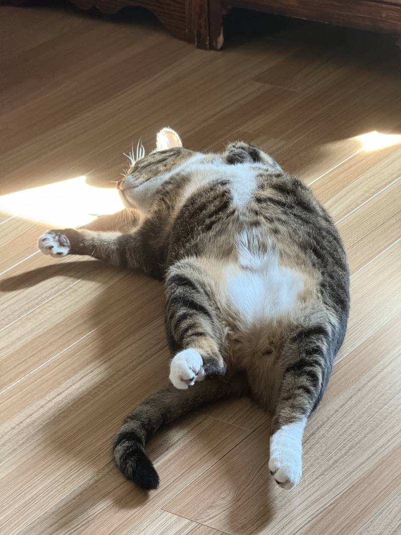 [잡담] 아 우리집 거양이 자는거 너무웃겨 | 인스티즈