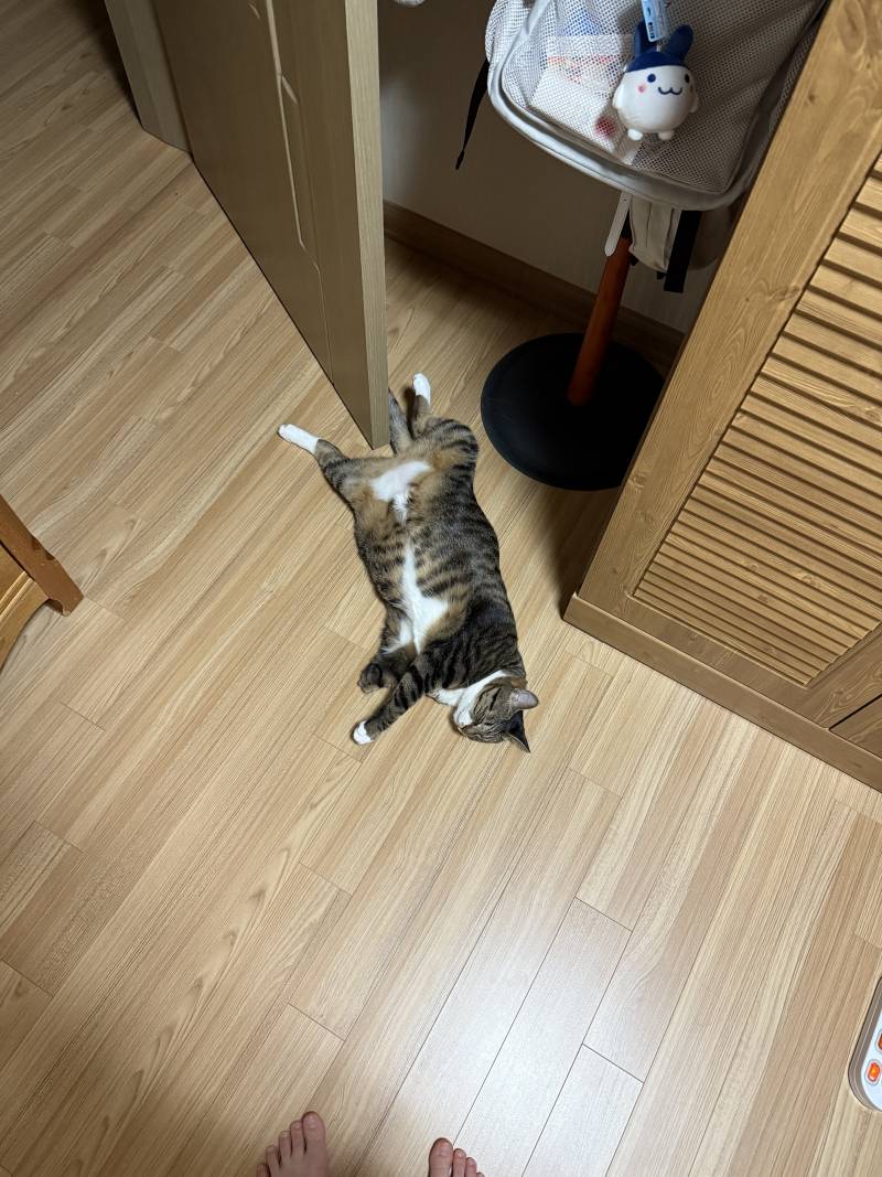 [잡담] 아 우리집 거양이 자는거 너무웃겨 | 인스티즈