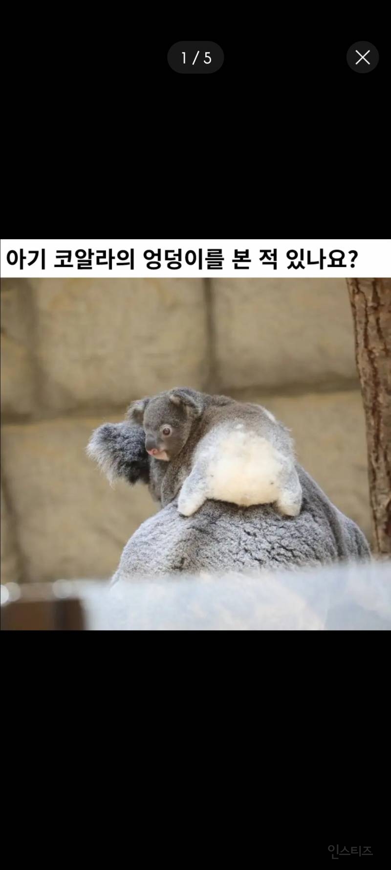 아기 코알라 궁둥이 본 사람?.jpg | 인스티즈