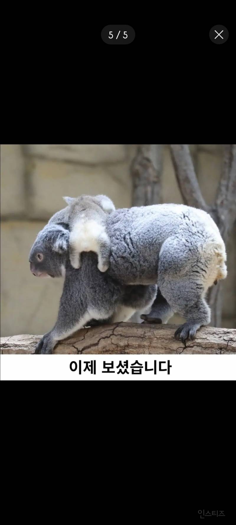 아기 코알라 궁둥이 본 사람?.jpg | 인스티즈