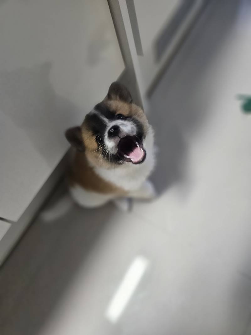 [잡담] 왕귀여운 내딸 자랑해도돼? | 인스티즈