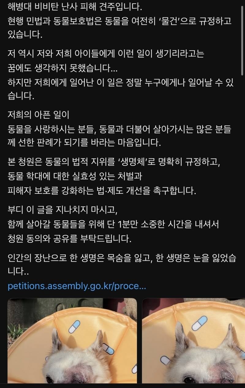 해병대 비비탄 난사 피해 견주입니다 | 인스티즈