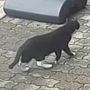 [잡담] 얘 길고양이인데 꼬리 정상인 거야?? | 인스티즈