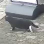 [잡담] 얘 길고양이인데 꼬리 정상인 거야?? | 인스티즈