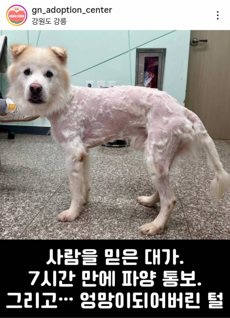 🚨(충격주의) 입양간지 7시간 만에 파양된 강아지🚨 | 인스티즈