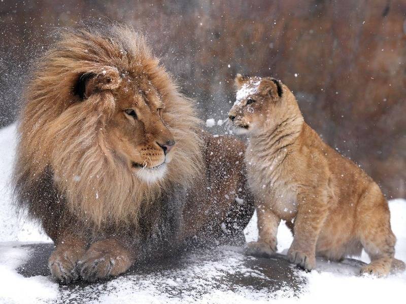 아빠 머리에 쌓인 눈을 털어주려던 아기사자 🦁 | 인스티즈