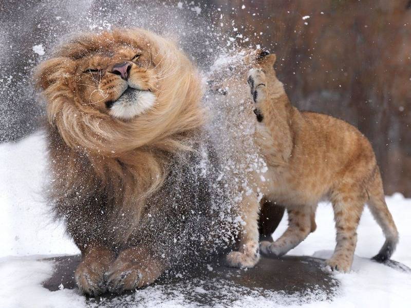 아빠 머리에 쌓인 눈을 털어주려던 아기사자 🦁 | 인스티즈