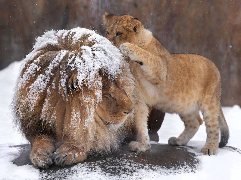 아빠 머리에 쌓인 눈을 털어주려던 아기사자 🦁 | 인스티즈