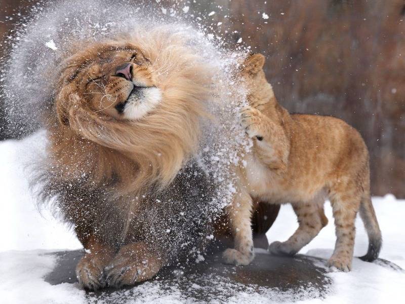 아빠 머리에 쌓인 눈을 털어주려던 아기사자 🦁 | 인스티즈