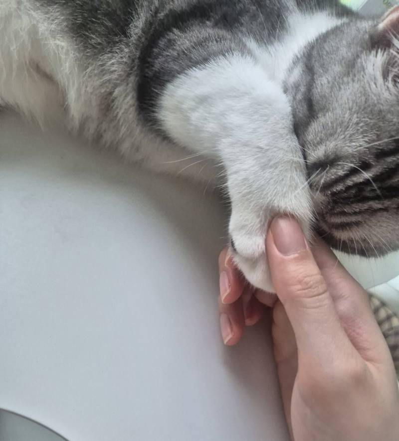 [잡담] 고양이 발에도 수염털(?)나는거 알았어? | 인스티즈