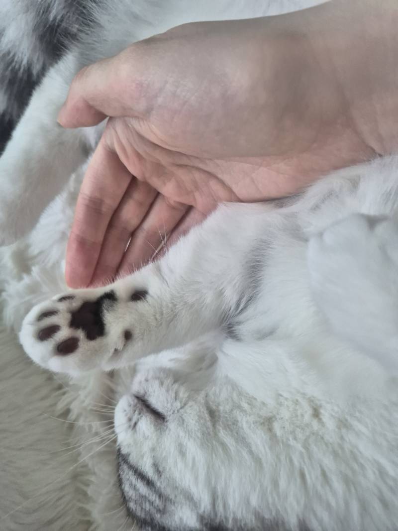 [잡담] 고양이 발에도 수염털(?)나는거 알았어? | 인스티즈