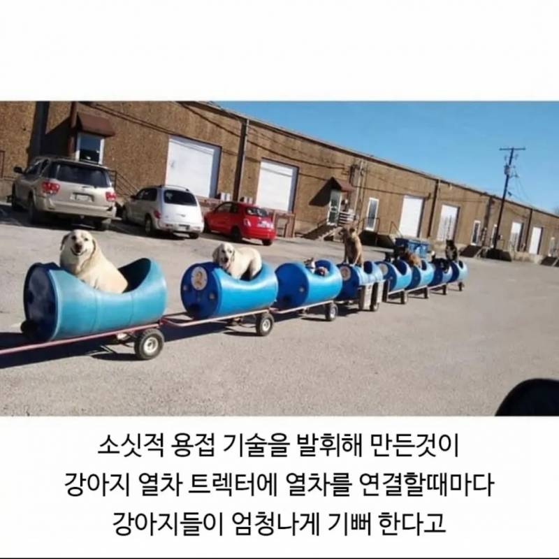 80세 할아버지가 강아지들과 산책하는 방법 | 인스티즈