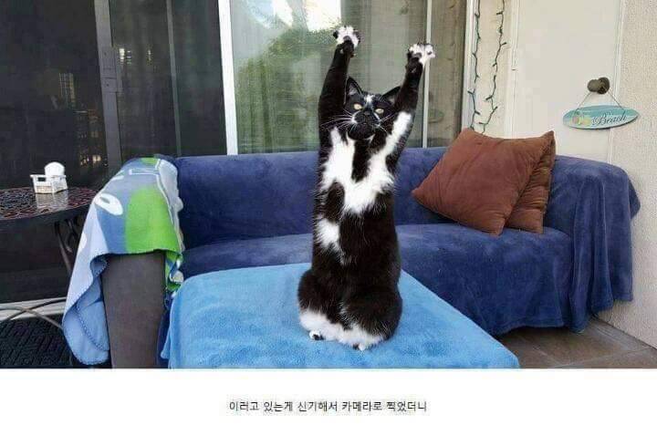 고양이가 포즈 취해서 사진 찍었더니 생긴 일...jpg | 인스티즈