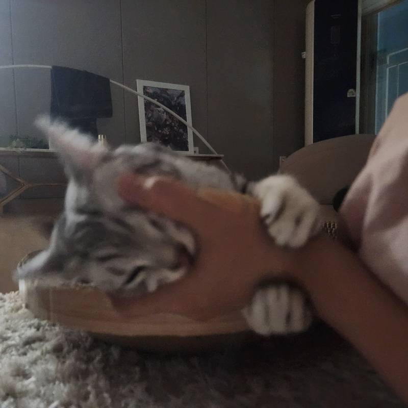 [잡담] 미친 고양이 | 인스티즈