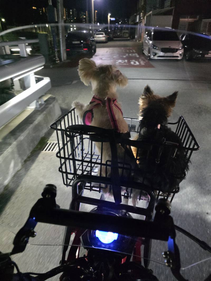 [잡담] 얘들아 일로와봐 내가 귀여운거 보여줄께!! | 인스티즈