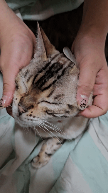 [잡담] 고냥이 얼굴 만지작만지작 | 인스티즈