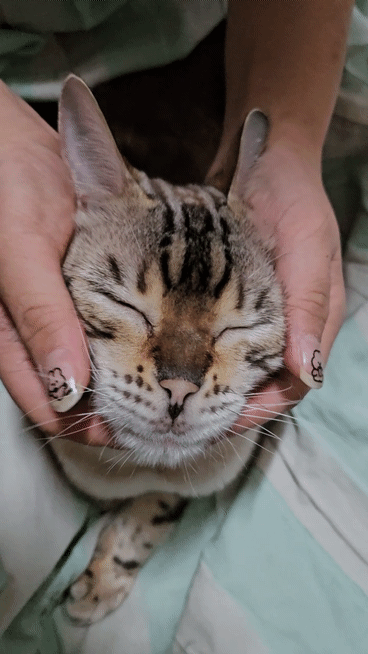 [잡담] 고냥이 얼굴 만지작만지작 | 인스티즈