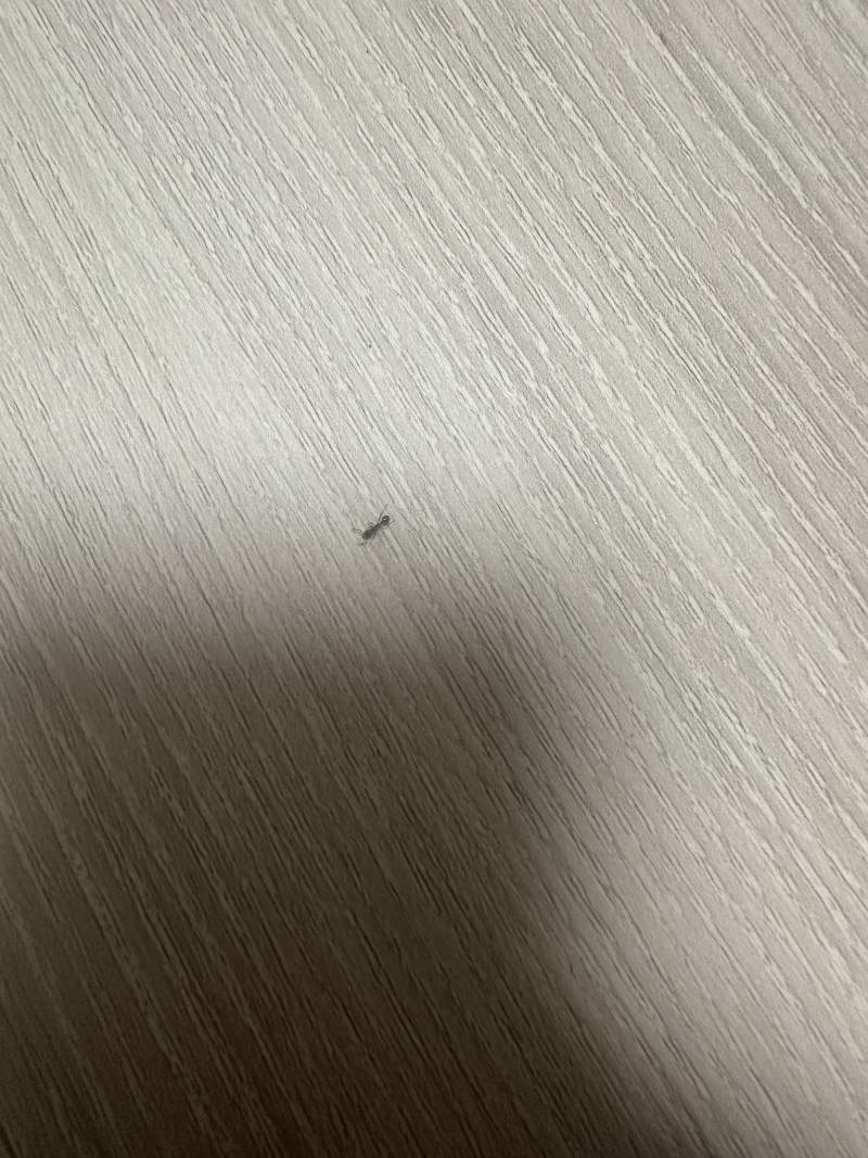 [잡담] 이사온지 2일 됐는데 바닥에 개미가 많이 보여 어떻게 하면 좋을까? ㅠㅠ | 인스티즈