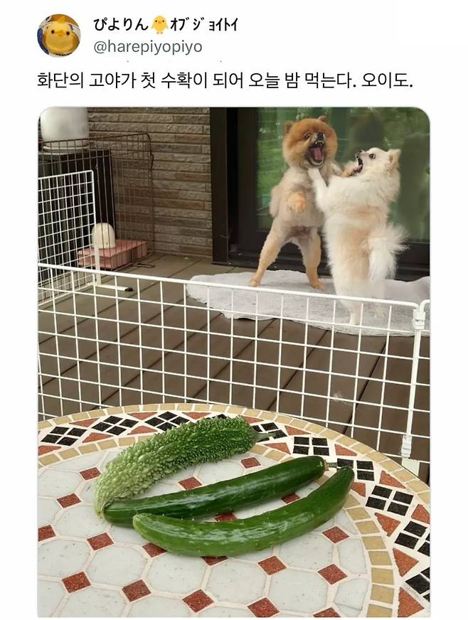 오이사진 올렸는데 강아지가 화제된 트윗.jpg | 인스티즈