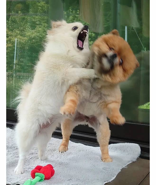 오이사진 올렸는데 강아지가 화제된 트윗.jpg | 인스티즈