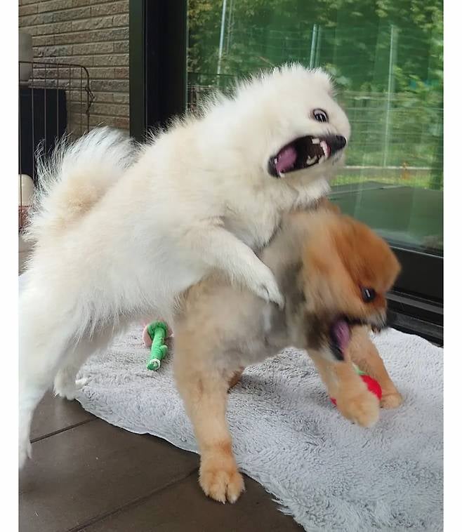 오이사진 올렸는데 강아지가 화제된 트윗.jpg | 인스티즈