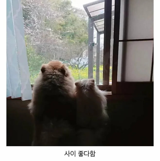 오이사진 올렸는데 강아지가 화제된 트윗.jpg | 인스티즈