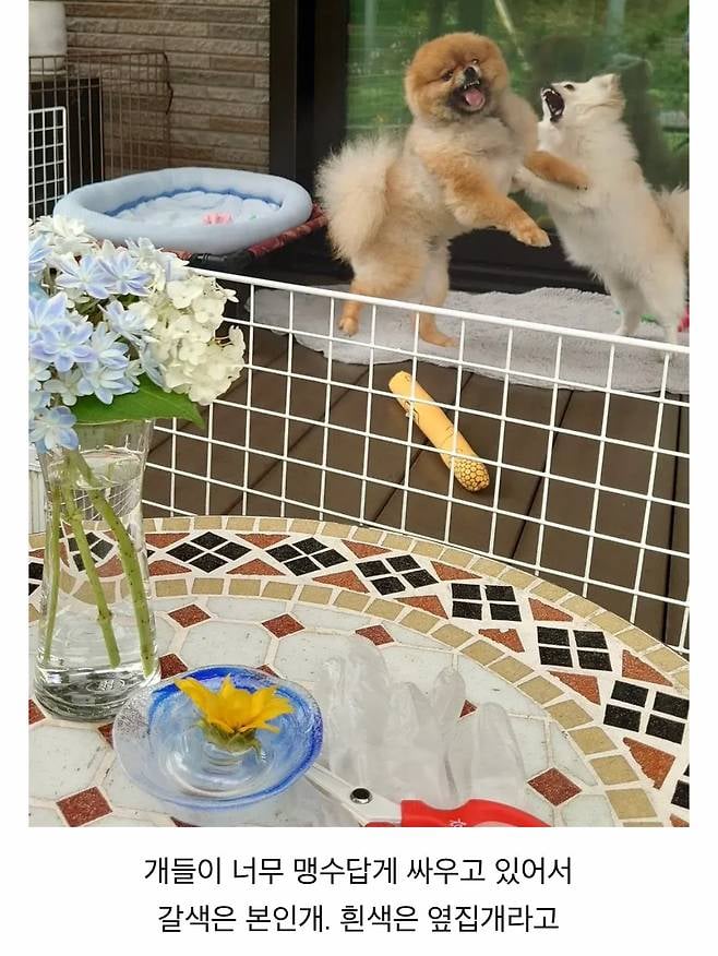 오이사진 올렸는데 강아지가 화제된 트윗.jpg | 인스티즈
