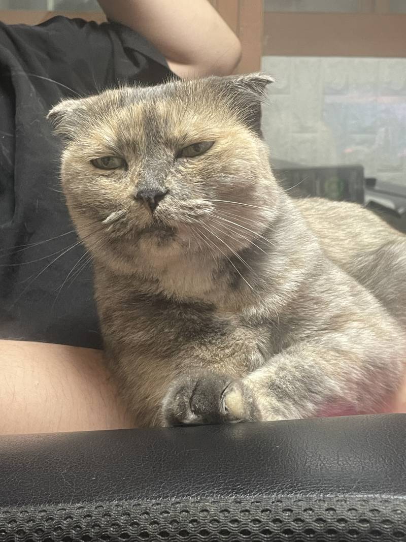 [잡담] 우리 집 고앵이 표정 개처웃김 | 인스티즈