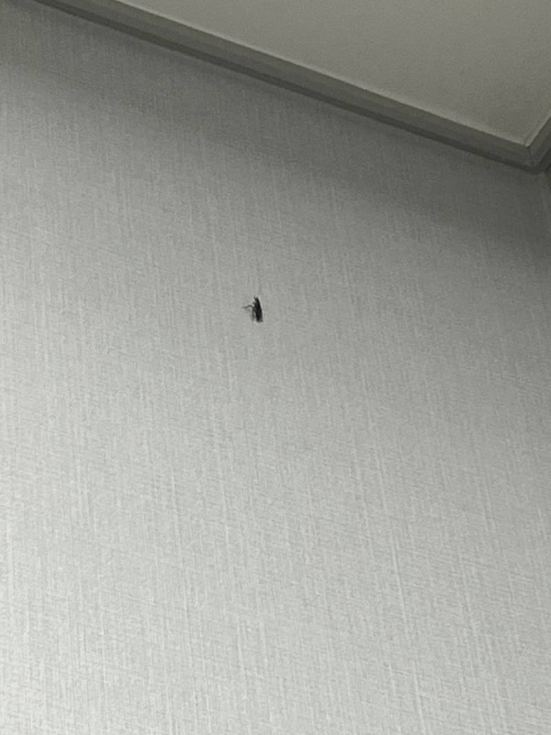 [잡담] 이거 바퀴맞지..?(혐주의) | 인스티즈