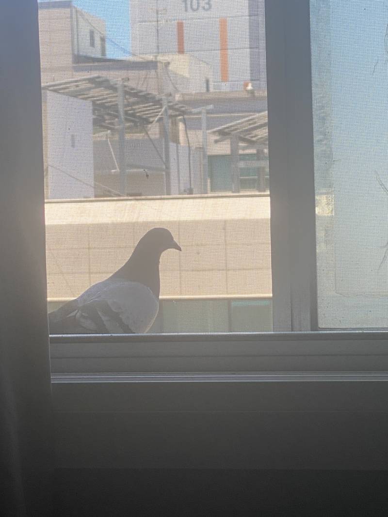 [잡담] 어이없어 자취방 창문에 비둘기 들어옴 | 인스티즈