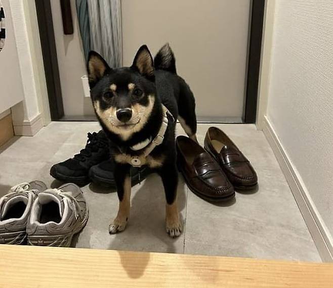 [잡담] 개키우는 익들아 내가 이상한걸까?? | 인스티즈