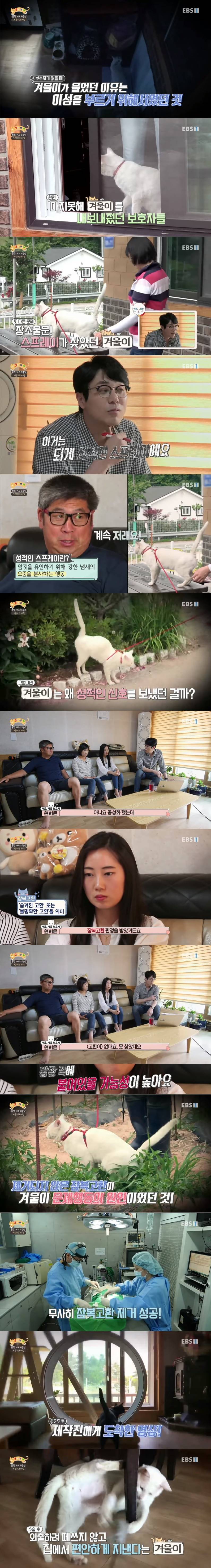 사실 고양이 산책 묘바묘다? 산책 좋아하는 애들도 있다? | 인스티즈