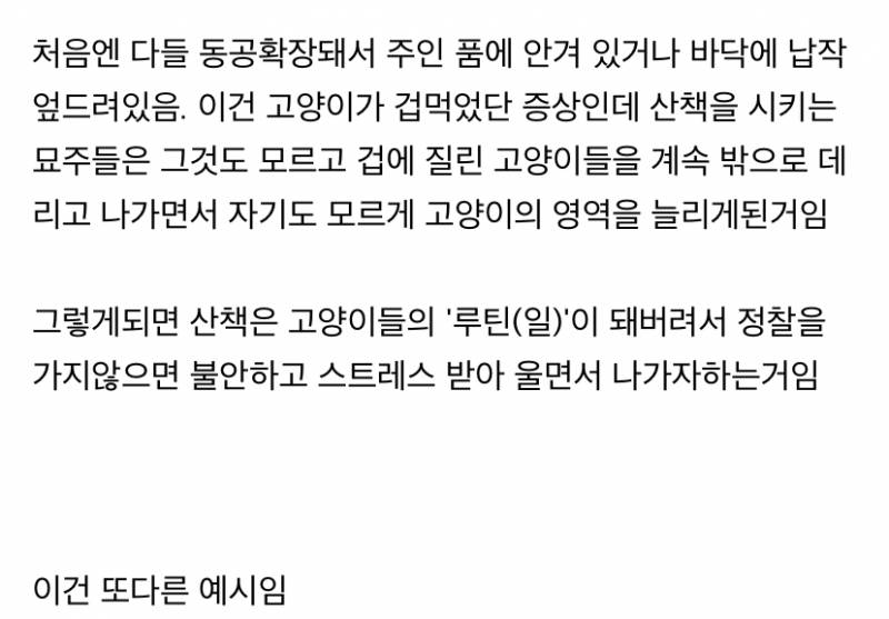 사실 고양이 산책 묘바묘다? 산책 좋아하는 애들도 있다? | 인스티즈