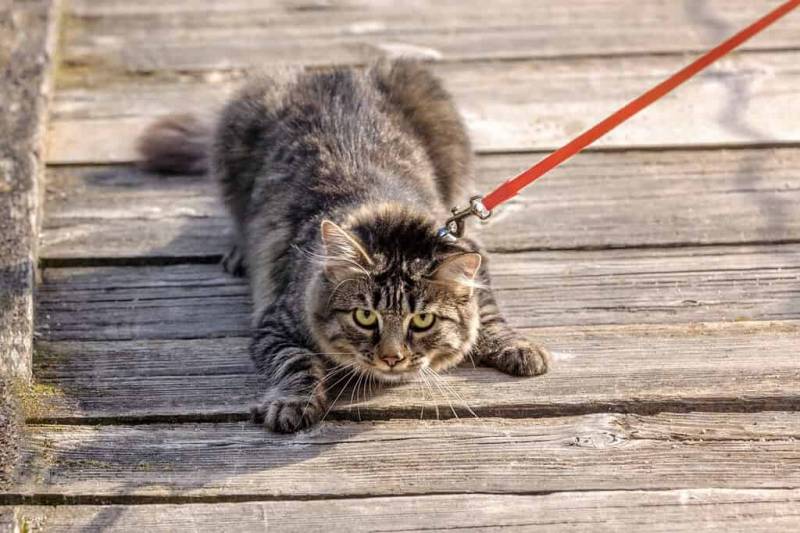 사실 고양이 산책 묘바묘다? 산책 좋아하는 애들도 있다? | 인스티즈