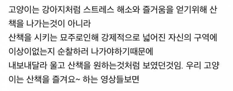 사실 고양이 산책 묘바묘다? 산책 좋아하는 애들도 있다? | 인스티즈