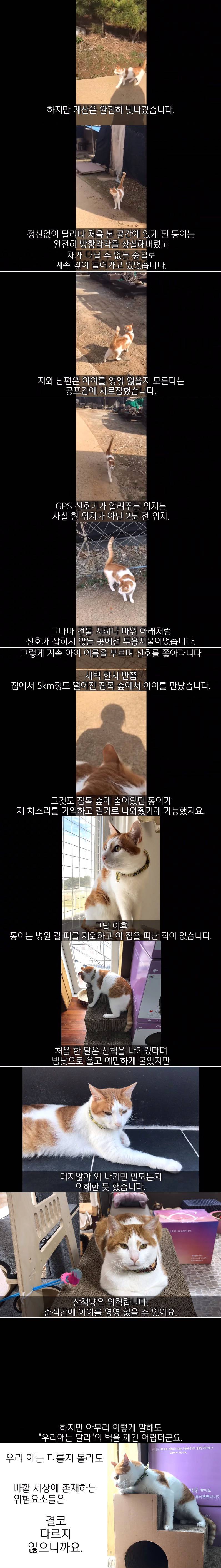 사실 고양이 산책 묘바묘다? 산책 좋아하는 애들도 있다? | 인스티즈