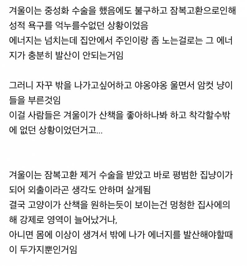 사실 고양이 산책 묘바묘다? 산책 좋아하는 애들도 있다? | 인스티즈