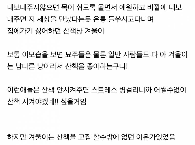 사실 고양이 산책 묘바묘다? 산책 좋아하는 애들도 있다? | 인스티즈