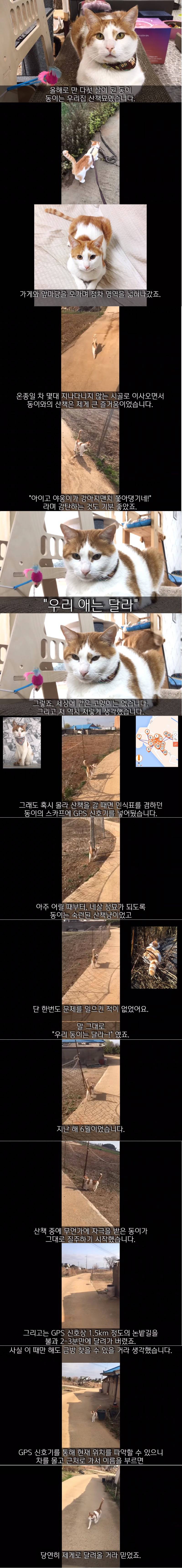사실 고양이 산책 묘바묘다? 산책 좋아하는 애들도 있다? | 인스티즈