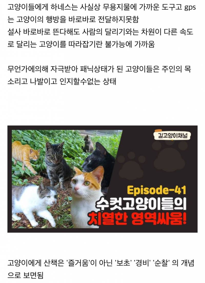사실 고양이 산책 묘바묘다? 산책 좋아하는 애들도 있다? | 인스티즈