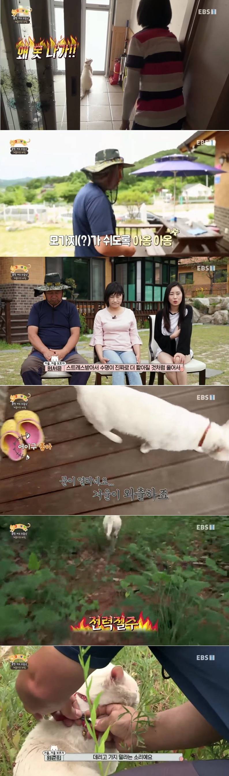 사실 고양이 산책 묘바묘다? 산책 좋아하는 애들도 있다? | 인스티즈