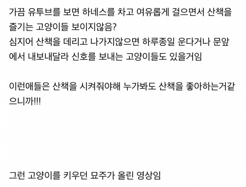 사실 고양이 산책 묘바묘다? 산책 좋아하는 애들도 있다? | 인스티즈
