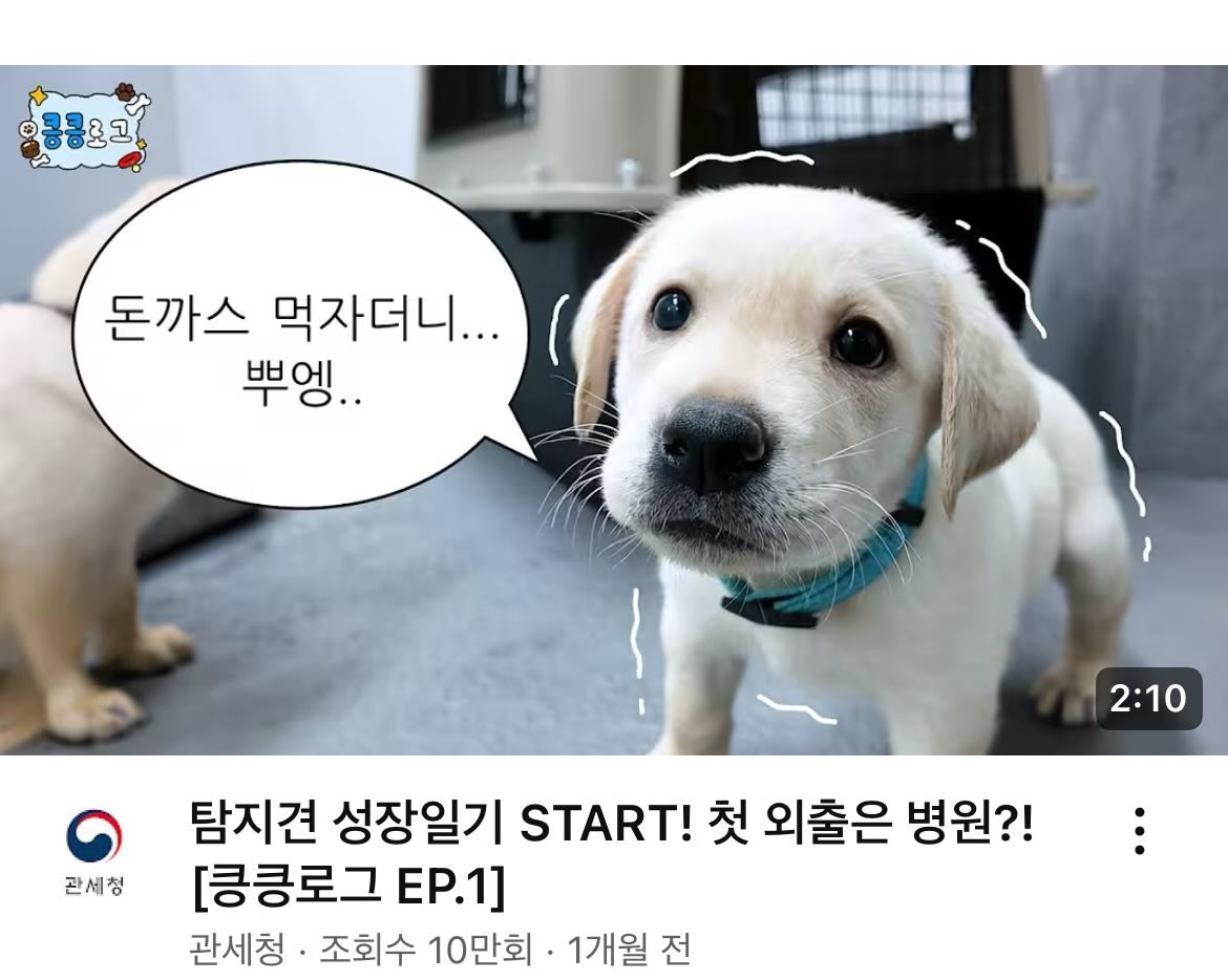 치트키를 쓰기 시작한 관세청 유튜브 | 인스티즈