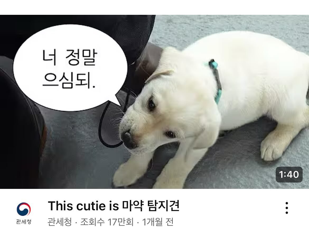 치트키를 쓰기 시작한 관세청 유튜브 | 인스티즈