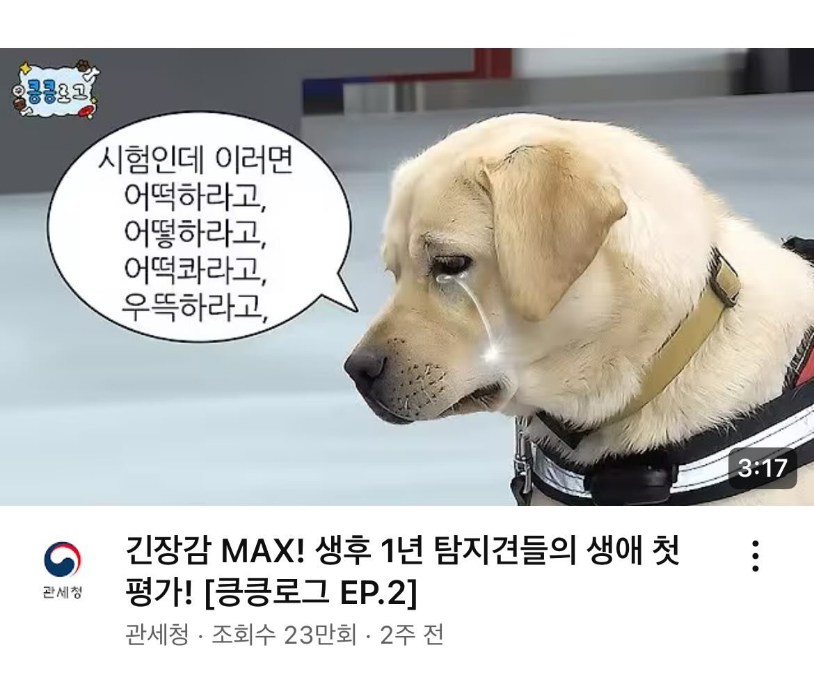 치트키를 쓰기 시작한 관세청 유튜브 | 인스티즈