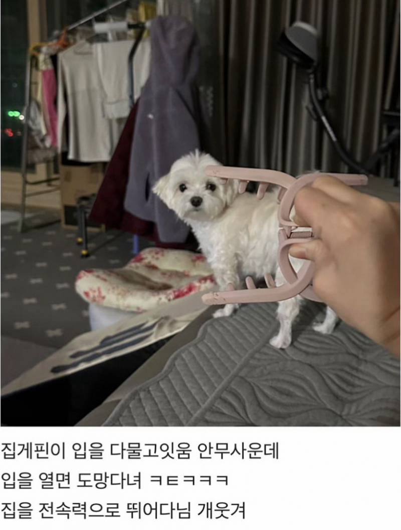 이거 무서워 하는 강아지 많다구 함 | 인스티즈