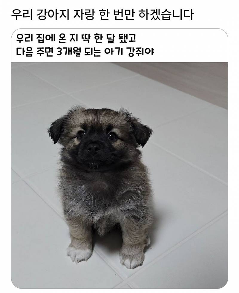 우리 강아지 자랑 한번 하겠습니다 | 인스티즈